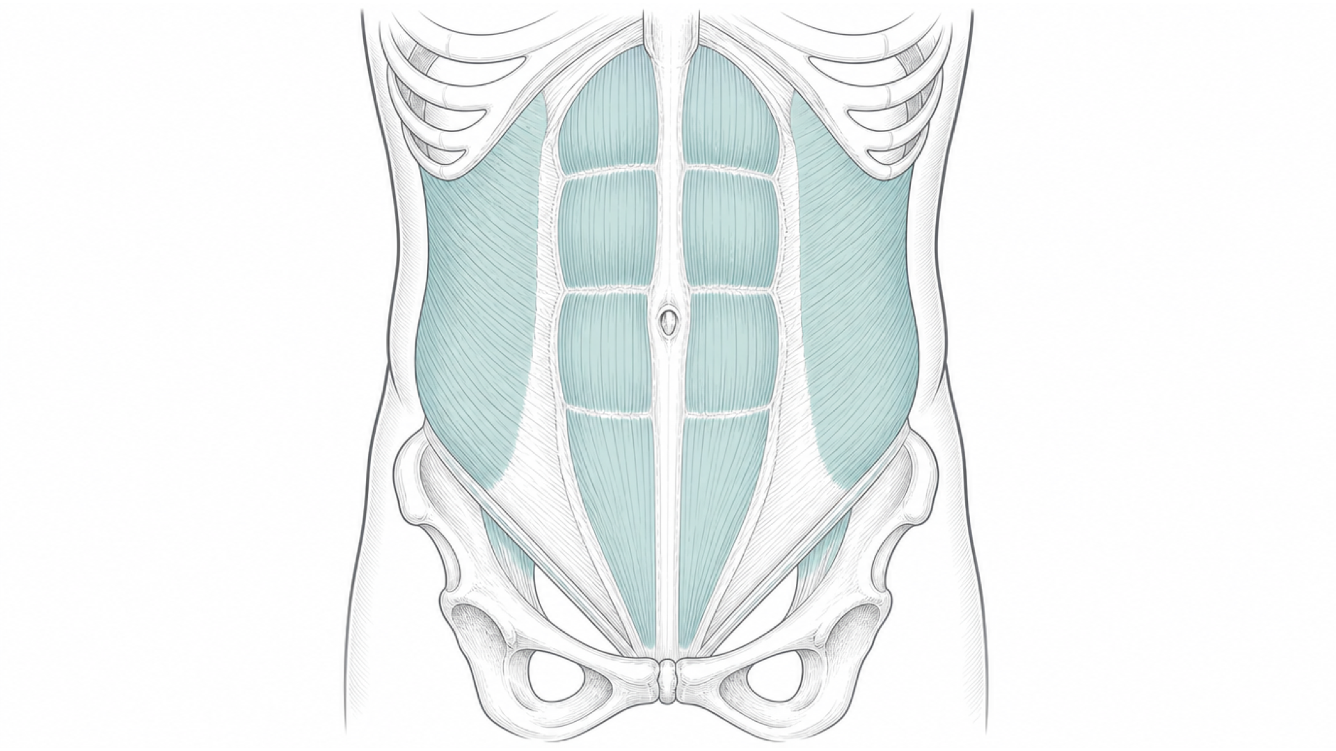 Medical line illustration of the abdominal wall and abdominal soft tissues for Liposuction.