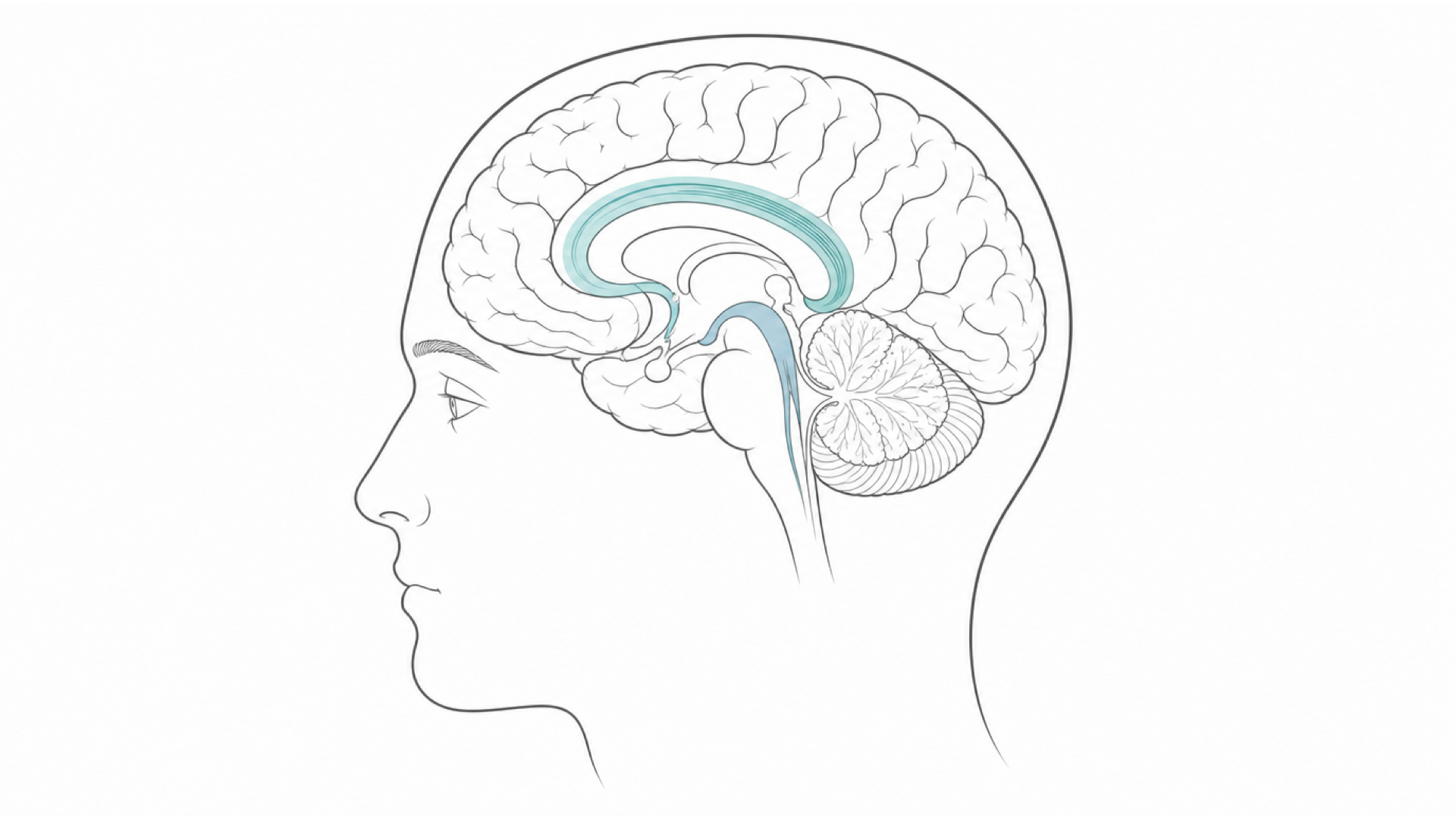 Medical line illustration of the brain and neural pathways for Delirium (acute confusion) assessment.