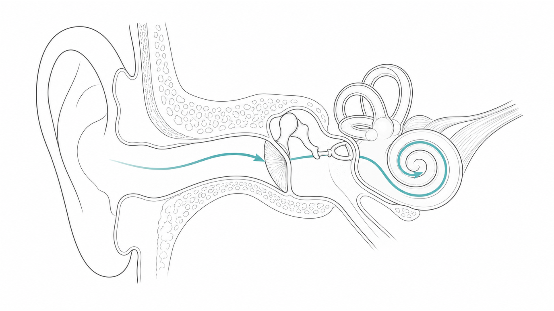 Medical line illustration of the ear, hearing and balance organs for Ear correction (pinnaplasty / otoplasty).