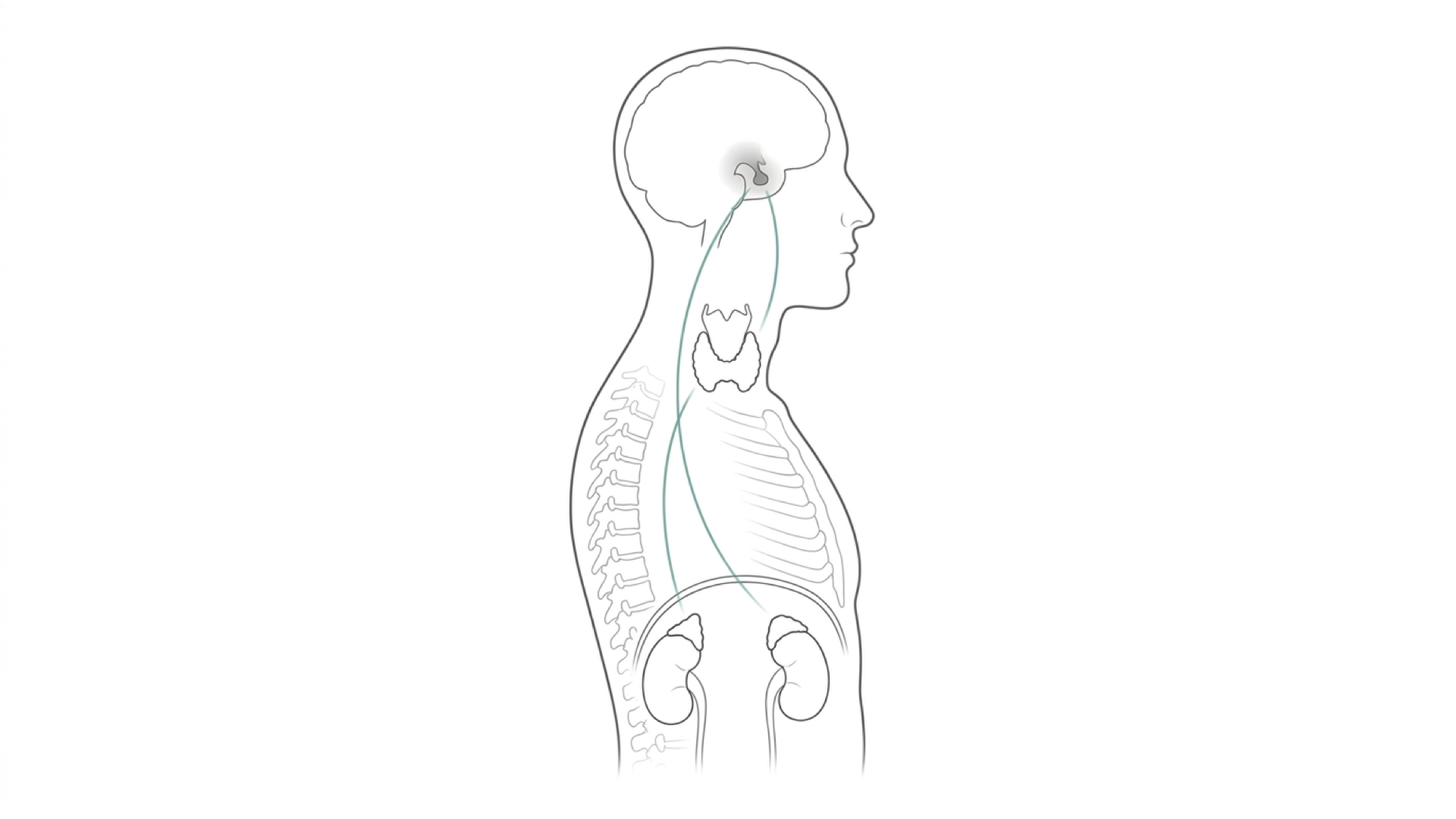 Medical line illustration of the endocrine hormone axis for Hormone replacement therapy (HRT).
