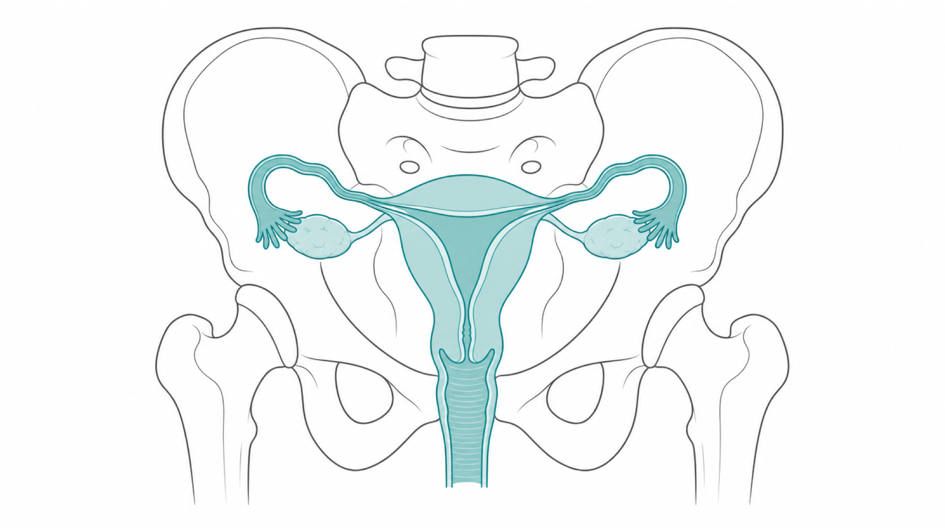 Medical line illustration of the female pelvis, uterus and ovaries for HPV vaccination.