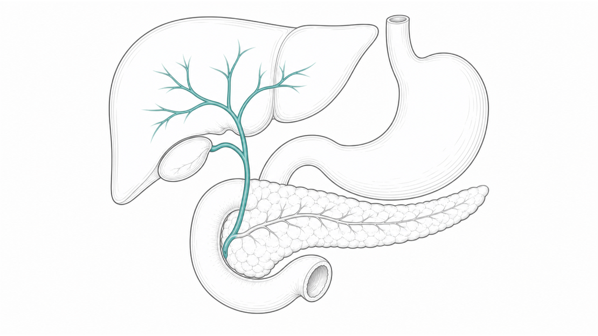 Medical line illustration of the liver, gallbladder, bile duct and pancreas for Liver biopsy.