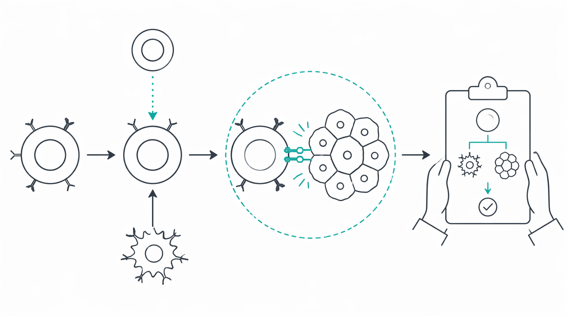Medical line illustration of immunotherapy cancer treatment for Immunotherapy for cancer.