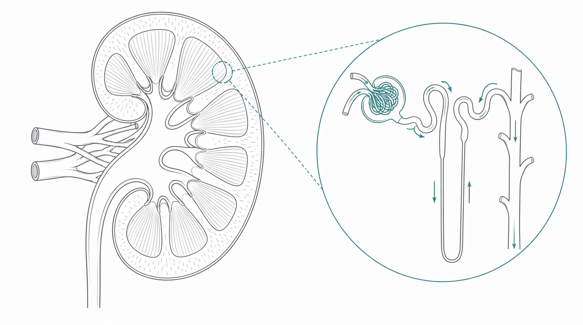 Medical line illustration of kidney cross section filtering unit for Kidney (nephrology) consultation.