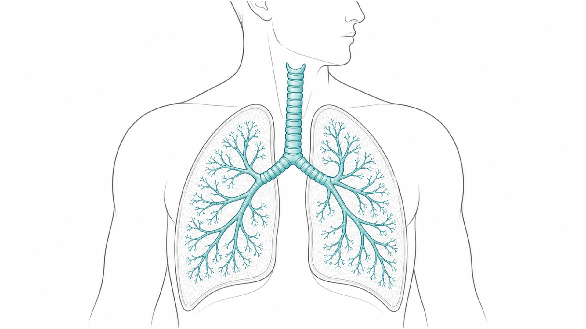Medical line illustration of the lungs and airways for FeNO test (exhaled nitric oxide).