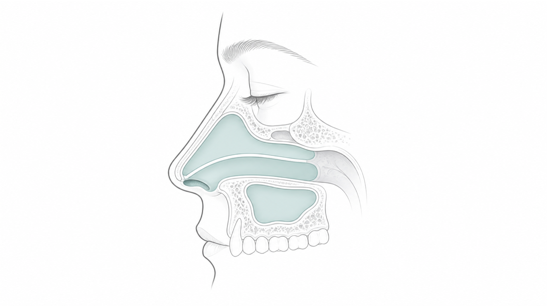 Medical line illustration of the nose and sinuses for Nose job.