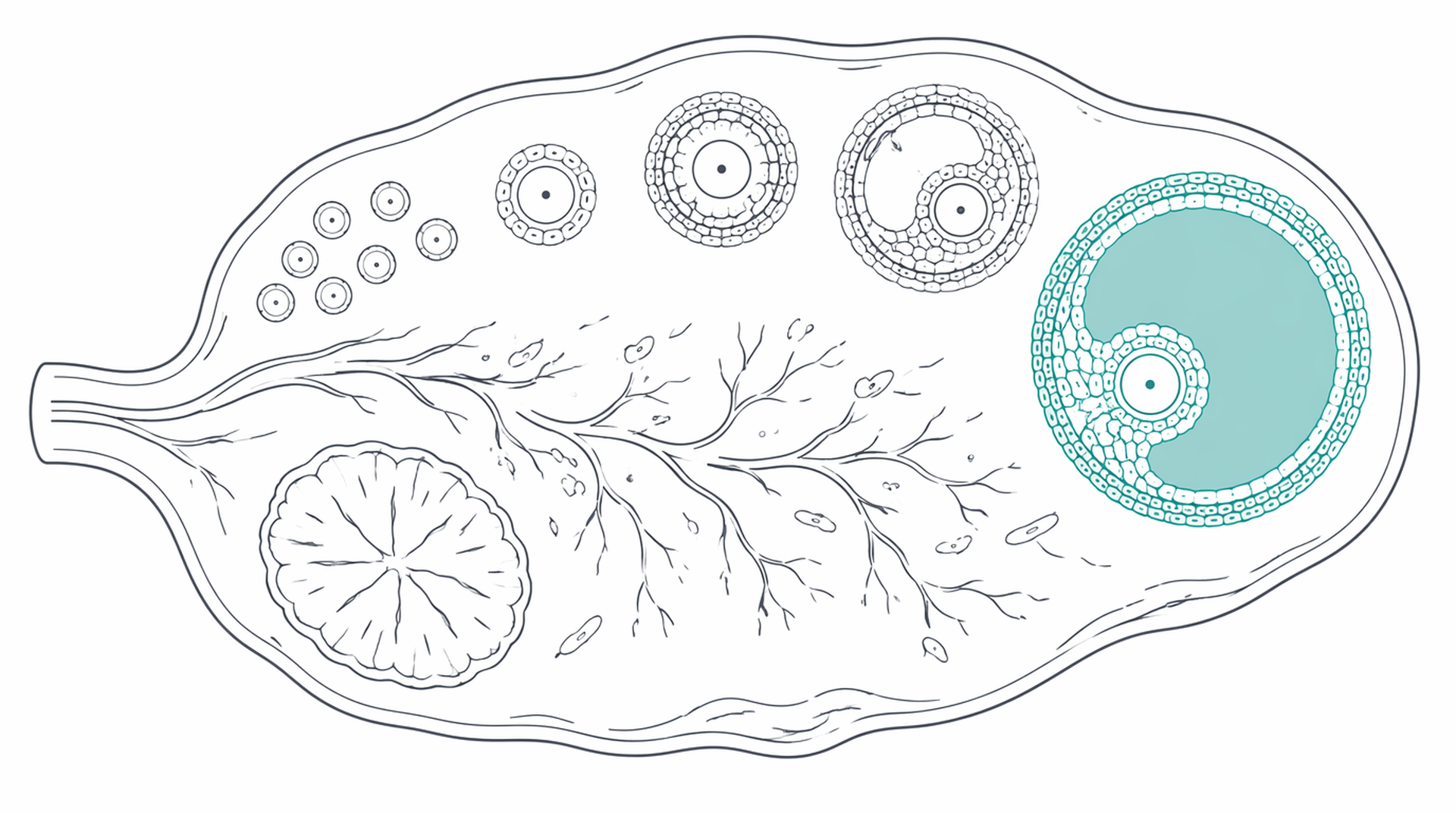 Medical line illustration of ovarian follicle cross section for Ovulation induction.