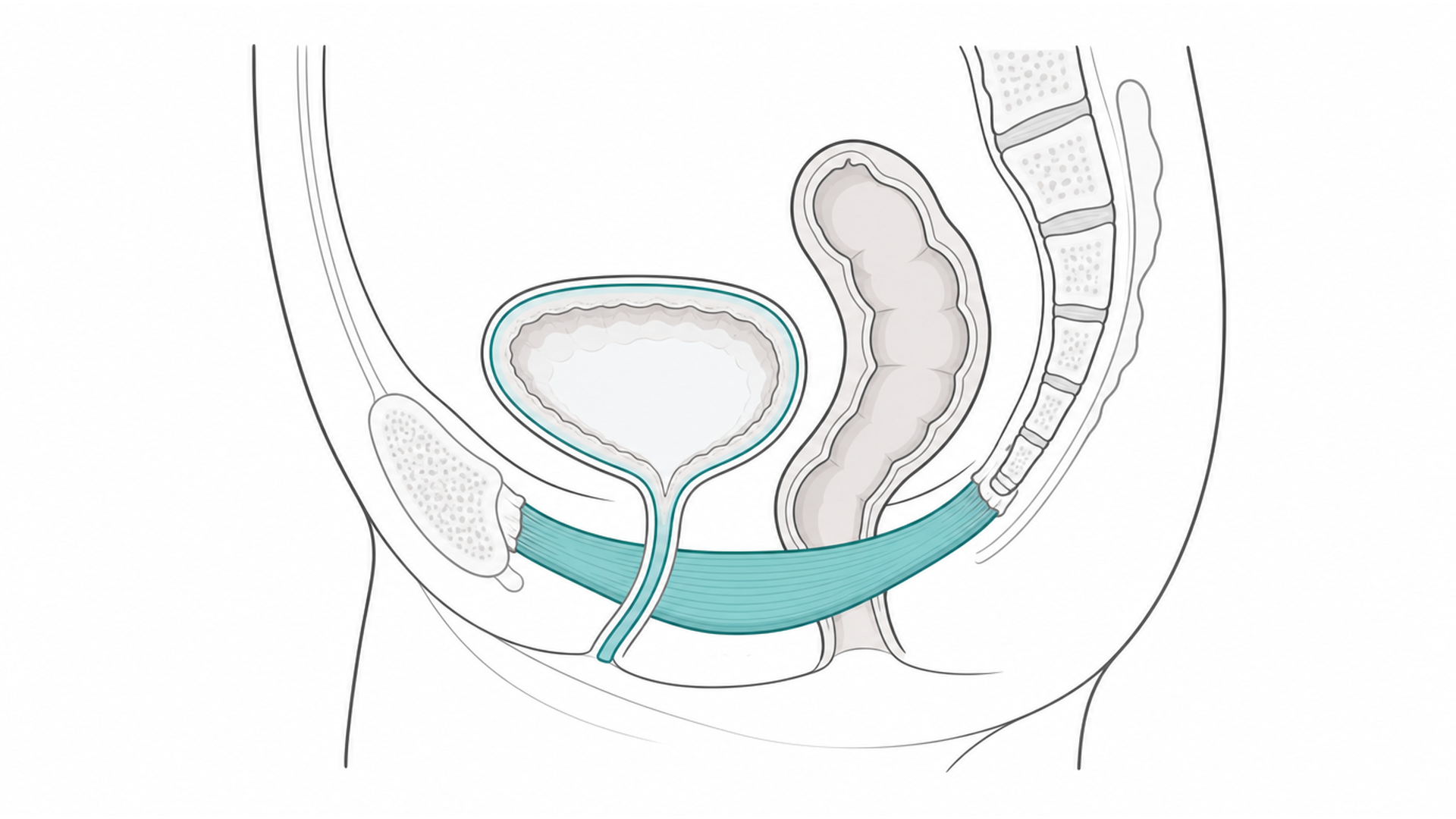 Medical line illustration of pelvic floor, bladder and bowel support anatomy for Continence assessment.
