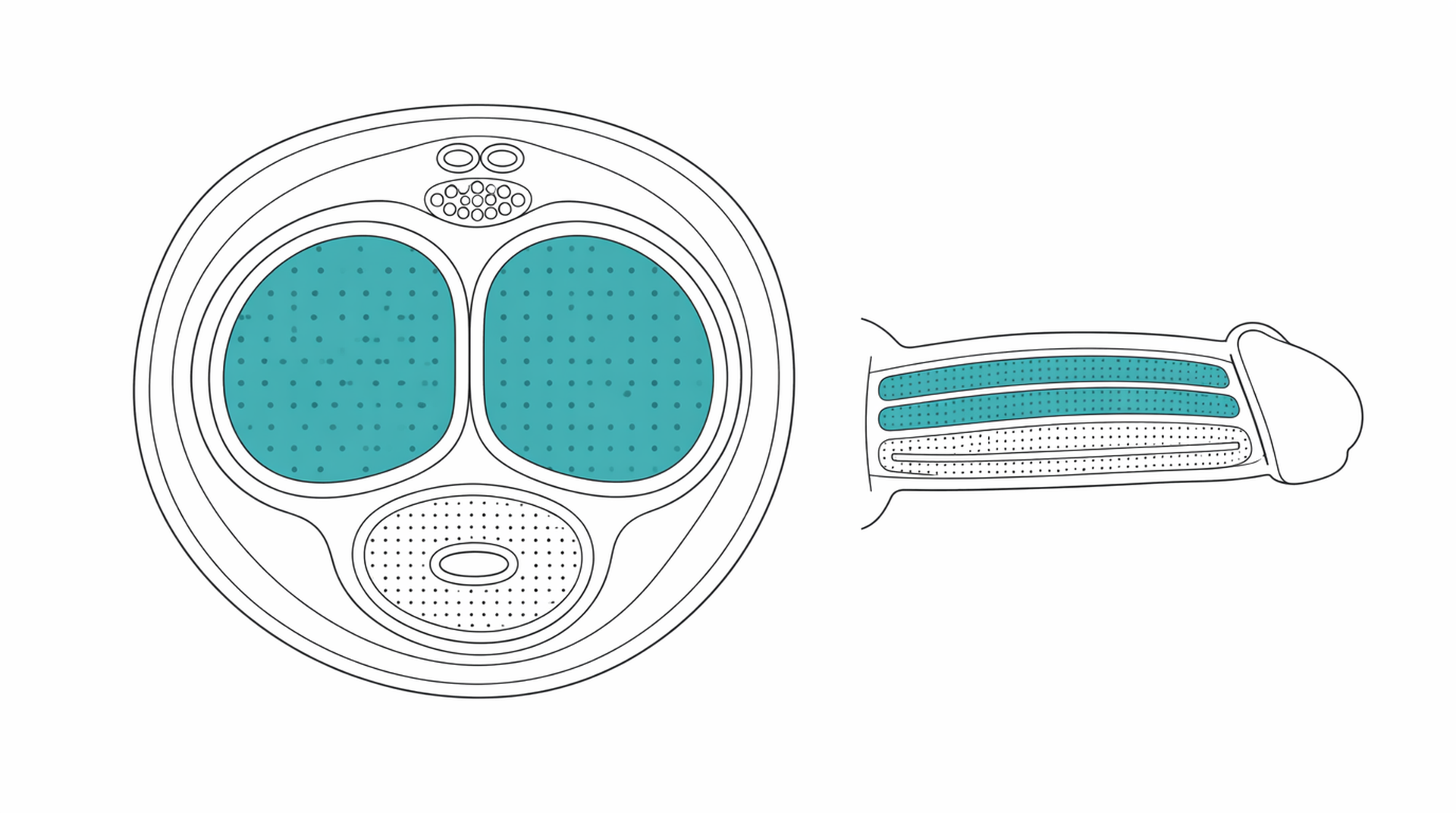 Medical line illustration of penis cross section erectile chambers for Circumcision (adult).