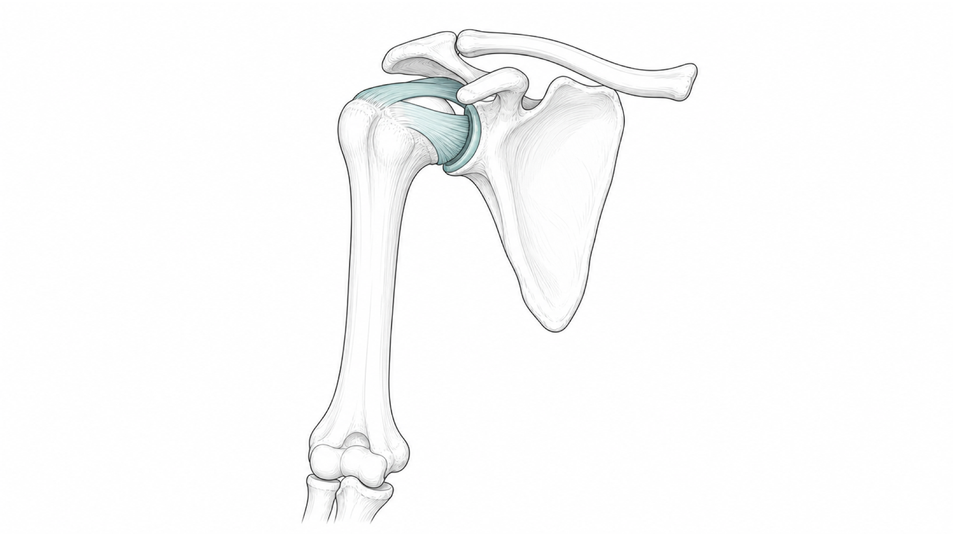 Medical line illustration of shoulder elbow upper limb for Frozen shoulder release.