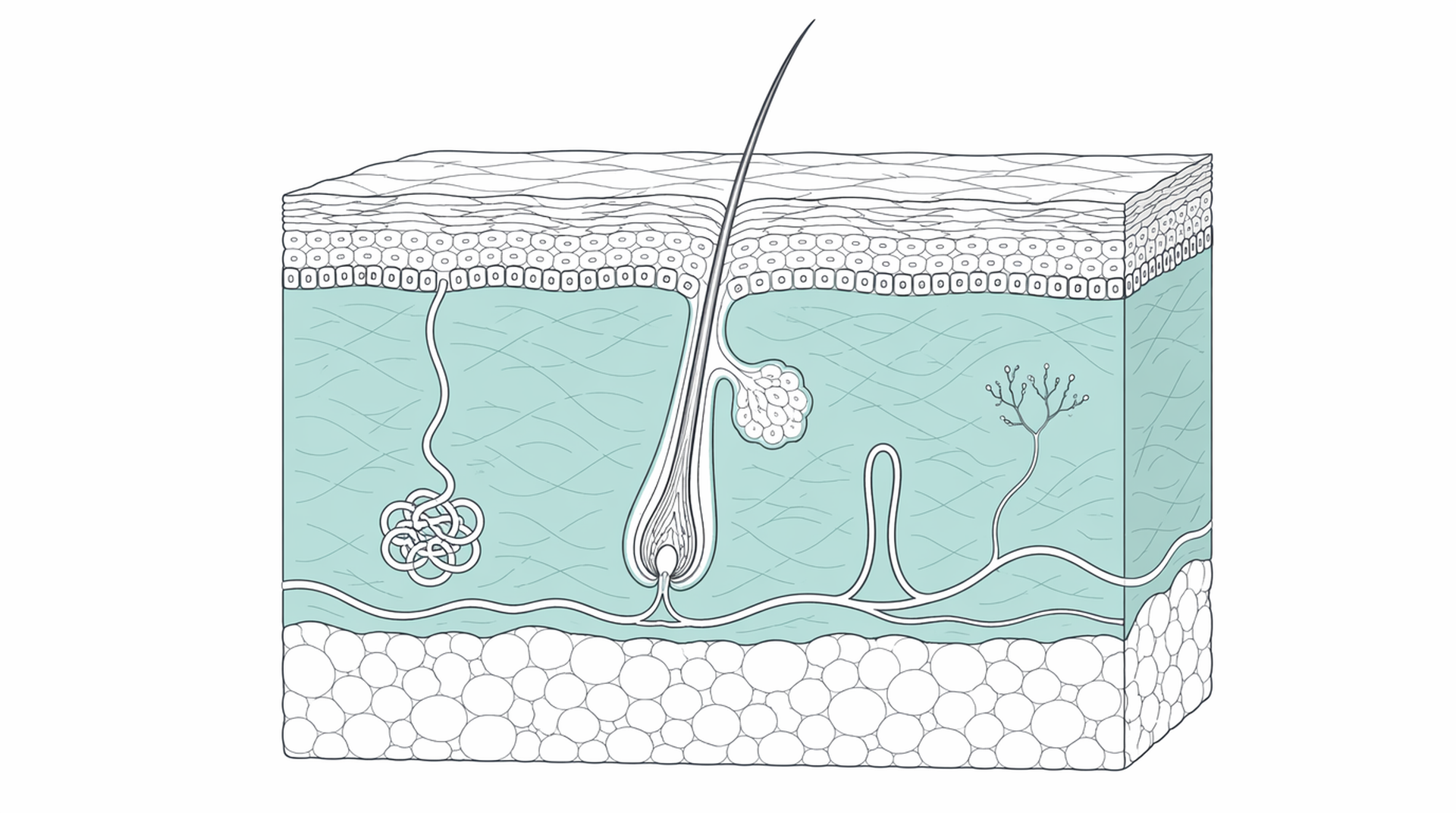 Medical line illustration of skin layer cross section for Cryotherapy (freezing treatment).