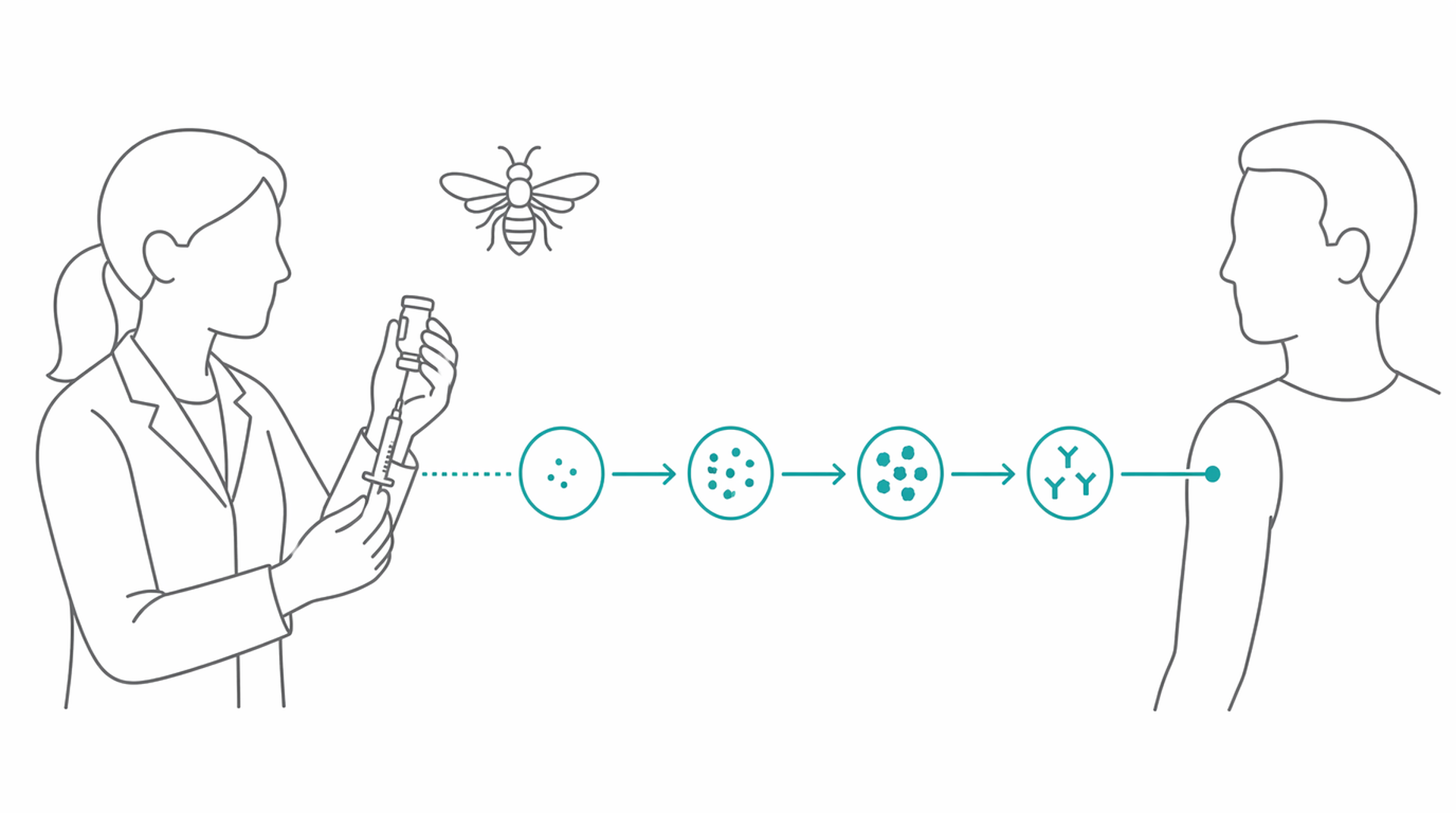 Medical line illustration of venom immunotherapy for Allergy injections (subcutaneous immunotherapy).