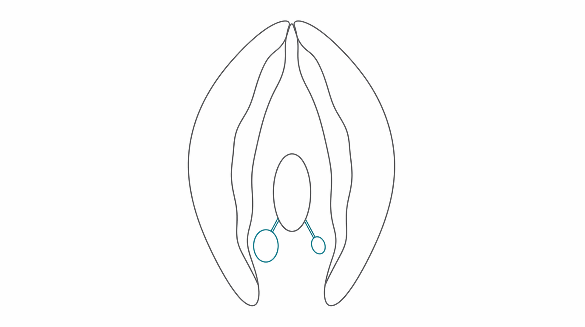 Medical line illustration of vulva bartholin gland anatomy for Vulval conditions clinic.
